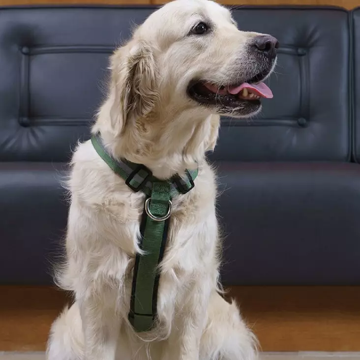 Salon harness, forest green - Dog collars and harnesses - 3950001287542 - 1