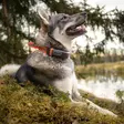 Tracker Luna koiratutka - Tracker hundpejl - 6438103003484 - 2